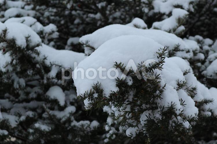 雪のかぶった樹木 オンコ,オンコの木,冬の写真素材
