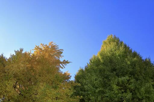 秋晴れの青空に映える紅葉し始めた木々 風景,公園,森の写真素材