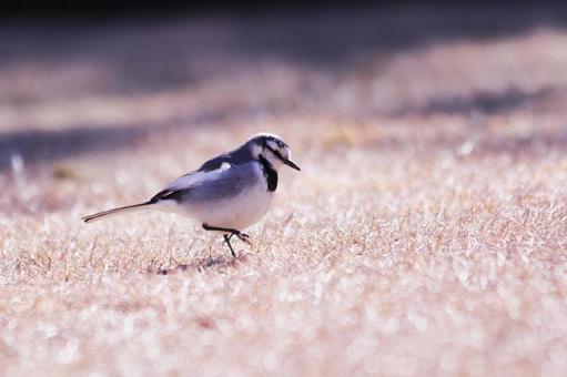 地上を歩く可愛いハクセキレイ 鳥,ハクセキレイ,野鳥の写真素材