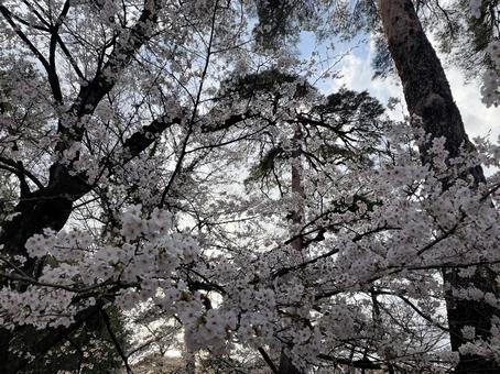 桜 お花見 公園 桜 お花見 公園 桜,サクラ,咲き始めの写真素材