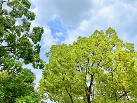 公園の木と空 公園の木と空 木,空,背景の写真素材