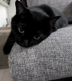 眠たい黒猫の写真