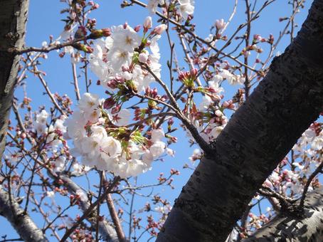 Photo, cherry blossoms, petal, white, 