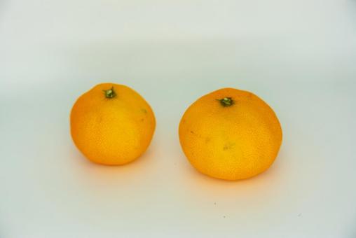 鮮やかなミカンたち ミカン,みかん,柑橘類の写真素材