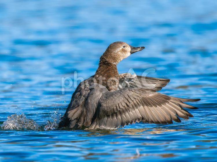 池で羽ばたくホシハジロ・カモ・鴨 ホシハジロ,鴨,野鳥の写真素材