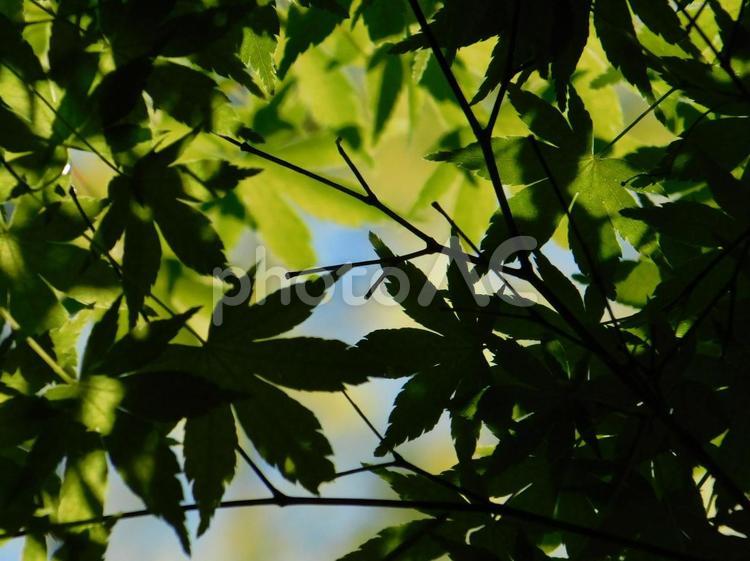 木漏れ日 木漏れ日,植物,自然の写真素材