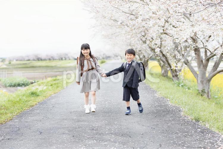 入学式イメージ　新一年生 入学式,小学生,女性の写真素材