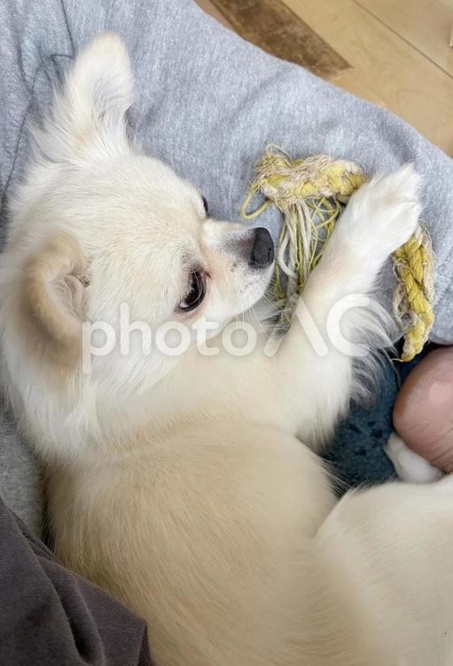 飼い主の足に顔を乗せるチワワ チワワ,室内犬,ペットの写真素材