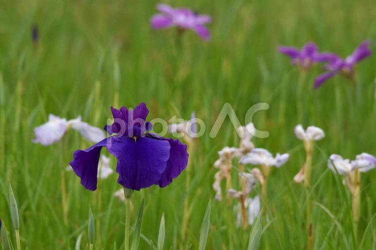 気品のある花菖蒲（ハナショウブ）の花 ハナショウブ,花菖蒲,花の写真素材