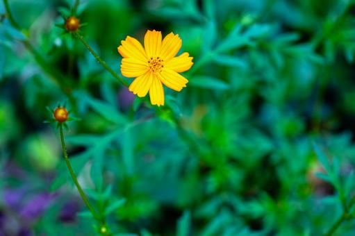 キバナコスモス 岡山県,美作市,キバナコスモスの写真素材