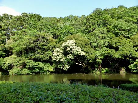 鎌倉中央公園・上池の対岸を望む 池,水,湖の写真素材