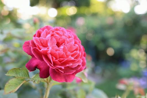 Red Rose, JPG