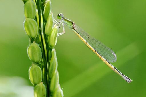 稲穂にキイトトンボ キイトトンボ,稲穂,田んぼの写真素材