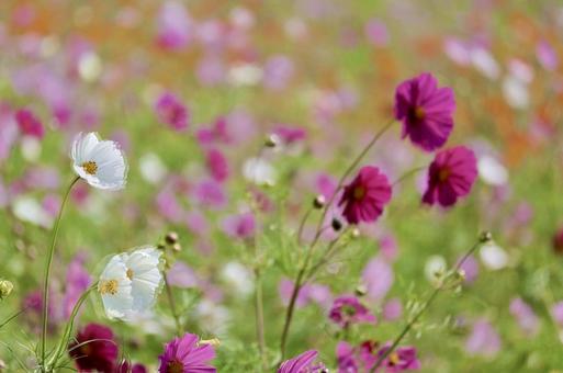 コスモスの写真