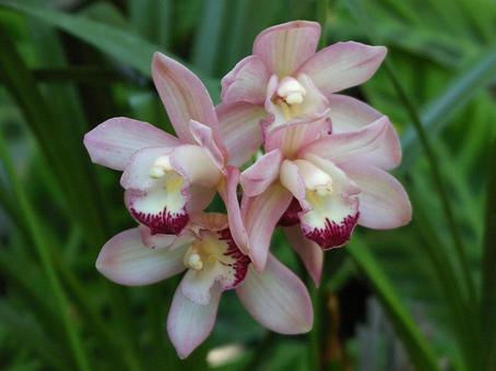 シンビジウム シンビジウム シンビジウム,boat,orchidの写真素材