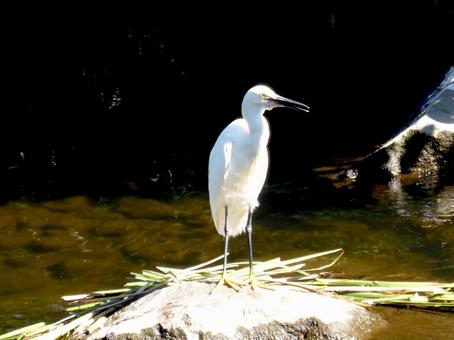 川中の岩の上でくつろぐコサギ コサギ,鳥,野鳥の写真素材