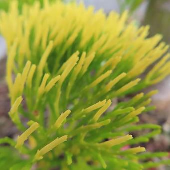 マツバラン（松葉蘭） マツバラン,松葉蘭,花の写真素材