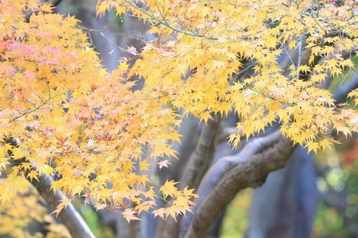 黄葉・紅葉の写真