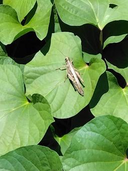 Ground locust, JPG