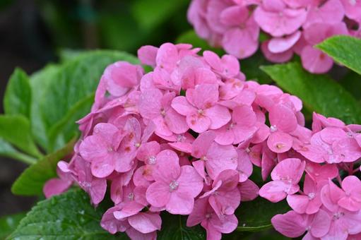 Photo, hydrangea, rainy season, flower, 