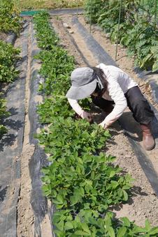 Photo, peanuts, peanut, summer vegetables, 
