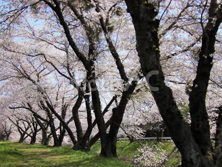 桜並木を散歩 サクラ,ソメイヨシノ,桜の写真素材