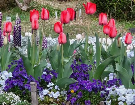 チューリップ0010の写真