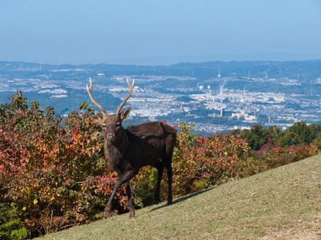 山頂の鹿 鹿,しか,シカの写真素材