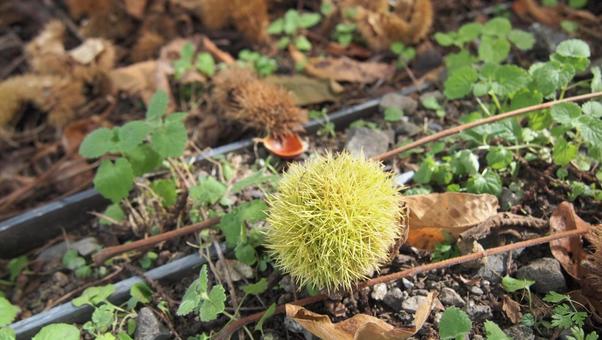 地面に落ちた栗のイガ（栗拾い） 栗,イガ,栗拾いの写真素材