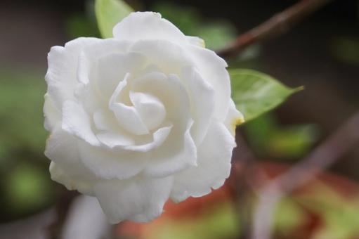 クチナシの白い花 クチナシの白い花の写真