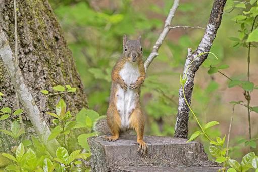 ニホンリス雌 ニホンリス雌 リス,野生動物,日本リスの写真素材