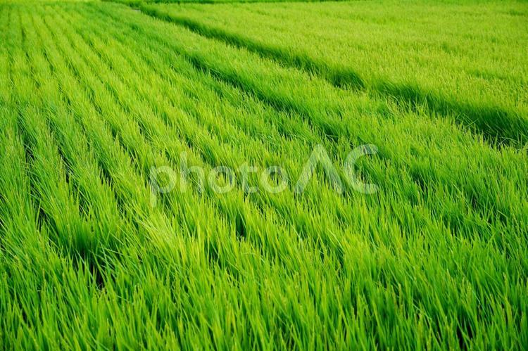 風になびく稲穂の絨毯 田んぼ,稲,稲穂の写真素材