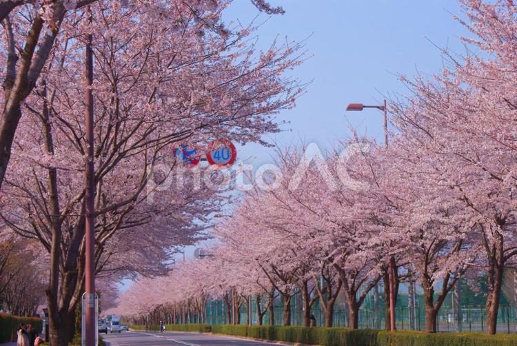 日本庭園の桜イメージ 和風文化,幹線道路,blossomの写真素材
