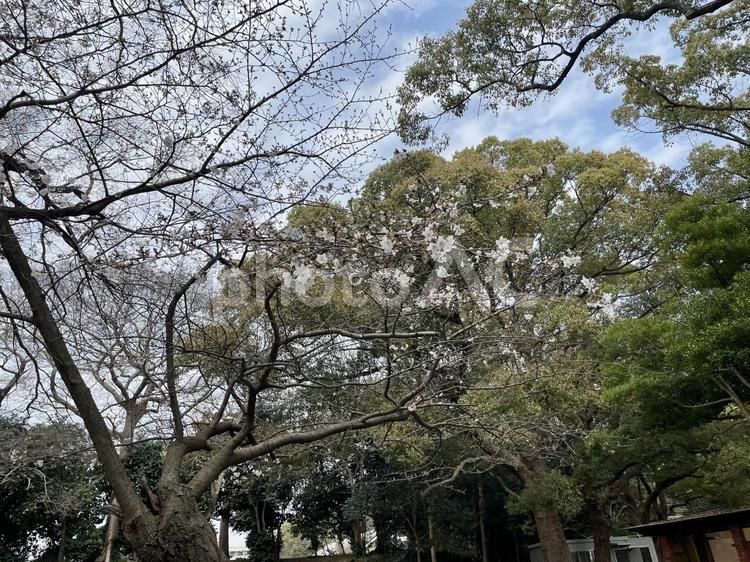 明石公園　桜 花,自然,桜の写真素材