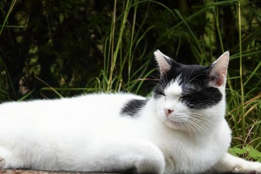 眠たそうな白黒猫 眠たそうな白黒猫 ネコ,保護猫,ニャンコの写真素材
