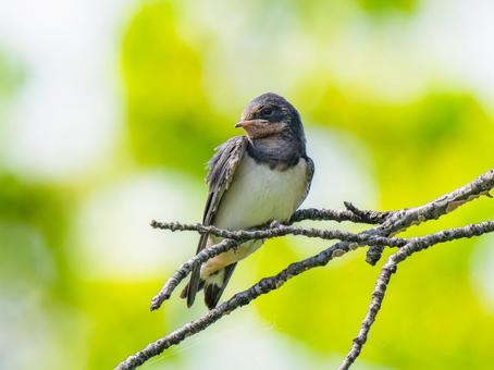 枝にとまるツバメ ツバメ,燕,野鳥の写真素材
