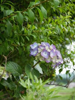 紫陽花 紫陽花の写真