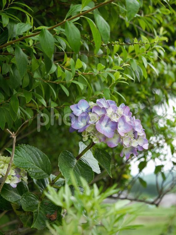 紫陽花 紫陽花,アジサイ,花の写真素材