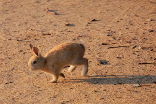 Running rabbit, JPG