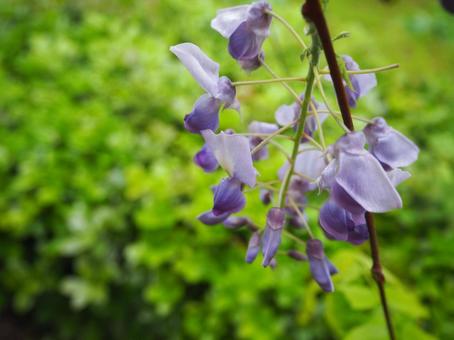 wisteria flower, JPG