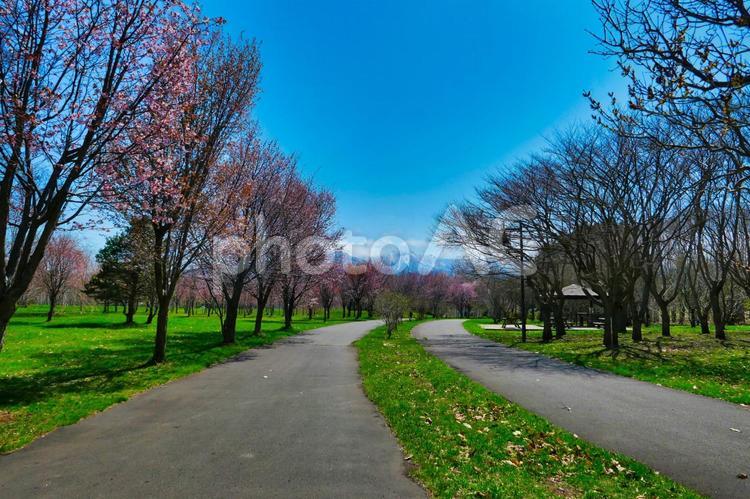 春の前田森林公園 春,前田森林公園,サクラの写真素材