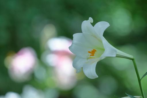 A flower that symbolizes chastity, JPG A flower that symbolizes chastity, lírios, lírio, flor, JPG