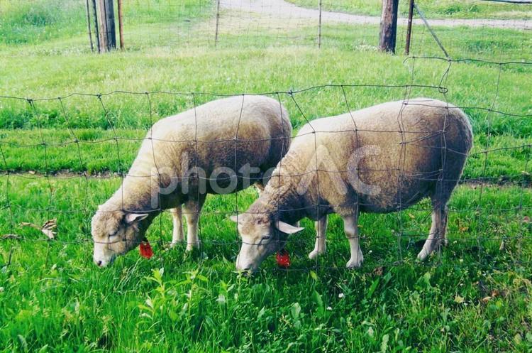 牧場の羊　草を食べる 羊,動物,風景の写真素材