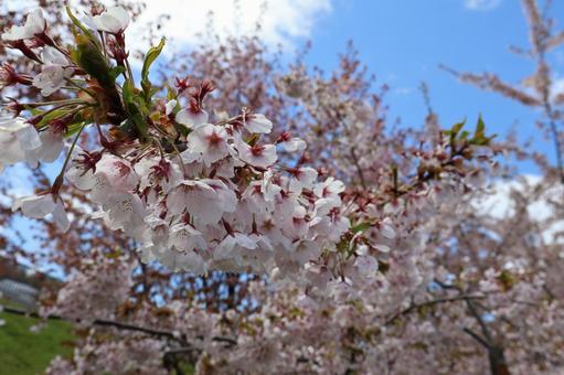 桜 桜の写真