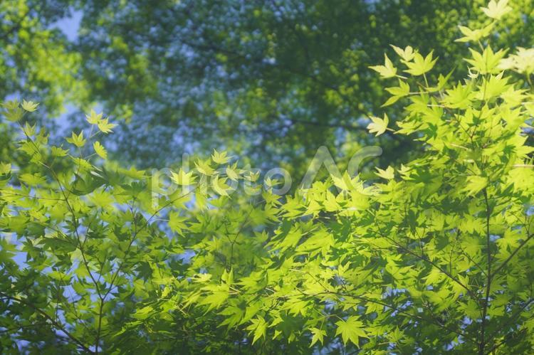 青もみじと５月の空 青もみじ,青モミジ,グリーンの写真素材