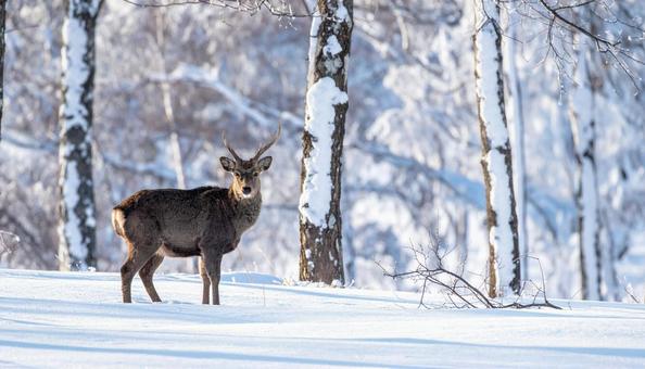 着雪した樹木とオスのエゾシカの写真