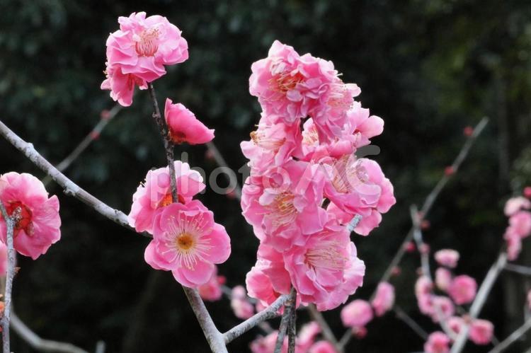 花を見ること(梅の花） 梅,冬,早春の写真素材