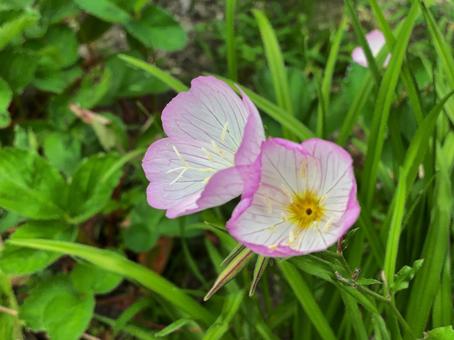 寄り添って咲く月見草の写真