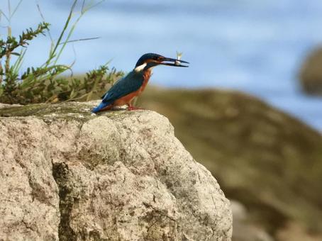 魚を咥えるカワセミ 魚を咥えるカワセミの写真