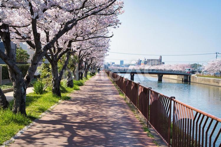 桜並木の道 桜,桜並木,ソメイヨシノの写真素材